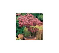 1 X ACER 'ATROPURPUREUM' PURPLE JAPANESE MAPLE TREE SHRUB GARDEN PLANT IN POT