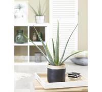 1 x Aloe Vera Barbadensis Miller Live Indoor Plant Gift