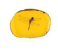 1 x Amber with Insect Samples Artificial Amber Insect Specimen Pendant Dragonfly Insect Amber Stone Ornament for Collection Children Friends (Libell)