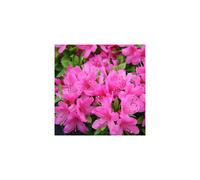 1 X Azalea 'Geisha Pink' Japanese Evergreen Shrub Hardy Plant In Pot