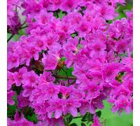 1 X Azalea 'Geisha Purple' Japanese Evergreen Shrub Hardy Plant In Pot