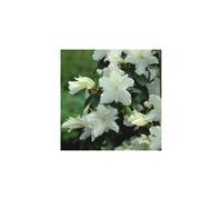 1 X Azalea 'Geisha White' Japanese Evergreen Shrub Hardy Plant In Pot