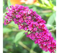 1 X Buddleia Davidii 'Buzz Velvet' Butterfly Bush Deciduous Shrub Plant In Pot