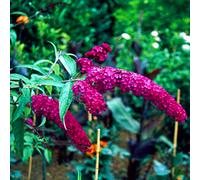 1 X BUDDLEIA DAVIDII 'ROYAL RED' DECIDUOUS SHRUB HARDY GARDEN PLANT IN POT