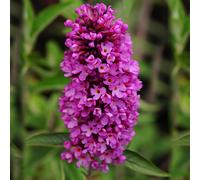 1 X BUDDLEIA PETITE 'TUTTI FRUITTI' BUTTERFLY BUSH DECIDUOUS SHRUB PLANT IN POT