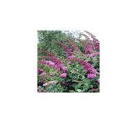 1 X BUDDLEIA 'PINK DELIGHT' BUTTERFLY BUSH DECIDUOUS SHRUB GARDEN PLANT IN POT