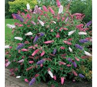 1 X BUDDLEIA TRICOLOUR BUTTERFLY BUSH MIXED COLOURS HEALTHY GARDEN PLANT IN POT
