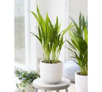 1 X Butterfly Palm Dypsis Lutescens House Plant Indoor Live Tree In Pot