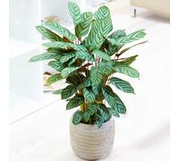 1 x Calathea Compact Star 30-40cm Potted Home or Office Prayer Plant