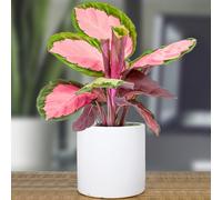 1 X Calathea Roseopicta Rosy 30-40Cm Rose Painted Indoor Potted Plant For Home