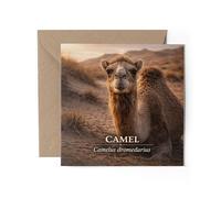 1 x Camel Greeting Card - Latin Name Animal Science Biology Birthday Gift #72053