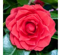 1 X CAMELLIA JAPONICA 'BLACK TIE' EVERGREEN SHRUB HARDY PLANT IN POT