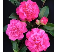 1 X Camellia Williamsii 'Debbie' Bushy Evergreen Shrub Hardy Plant In Pot