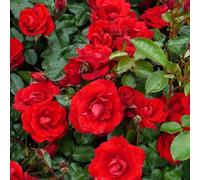 1 X Camellia Williamsii 'Ruby Wedding' Bushy Evergreen Shrub Hardy Plant In Pot