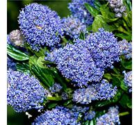 1 X Ceanothus 'Burkwoodii' Californian Lilac Evergreen Shrub Hardy Plant In Pot