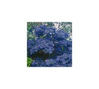 1 X Ceanothus 'Concha' Evergreen Shrub Hardy Garden Plant In Pot