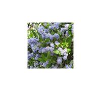1 X Ceanothus 'Skylark' Evergreen Shrub Hardy Garden Plant In Pot