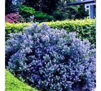 1 X Ceanothus 'Yankee Point' California Lilac Evergreen Shrub Hardy Plant In Pot