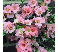 1 X CHAENOMELES 'MADAME BUTTERFLY' JAPANESE QUINCE DECIDUOUS SHRUB PLANT IN POT