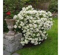 1 X Choisya 'Aztec Pearl' Mexican Orange Evergreen Hardy Shrub Plant In Pot