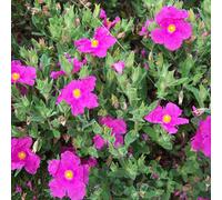 1 X Cistus Pulverulentus 'Sunset' Rock Rose Evergreen Hardy Shrub Plant In Pot