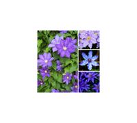1 X CLEMATIS BLUE PURPLE COLOURED LARGE FLOWERING CLIMBER HARDY PLANT IN POT