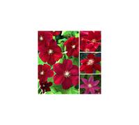 1 X CLEMATIS DARK RED COLOURED LARGE FLOWERING CLIMBER HARDY PLANT IN POT