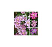 1 X CLEMATIS PINK COLOURED LARGE FLOWERING CLIMBER HARDY PLANT IN POT
