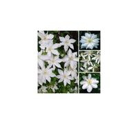 1 X CLEMATIS WHITE COLOURED LARGE FLOWERING CLIMBER HARDY PLANT IN POT