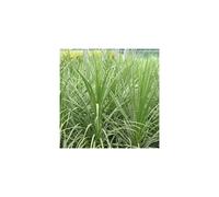 1 X Cordyline 'Australis' Evergreen Tree Cabbage Palm Hardy Garden Plant In Pot