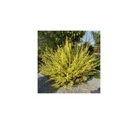 1 X Cytisus Praecox 'Allgold' Broom Deciduous Shrub Hardy Plant In Pot