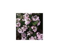 1 X DEUTZIA HYBRIDA 'PINK POM POM' ROSEA DECIDUOUS SHRUB HARDY PLANT IN POT