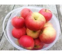 1 x Discovery Apple Tree 4-5ft 6L Pot, Ready to Fruit, Crisp,Juicy, Strawberry Taste