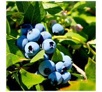 1 x 'Duke' Blueberry/Vaccinium cor. 'Duke' in 9cm Pot, Tasty Edible Fruit