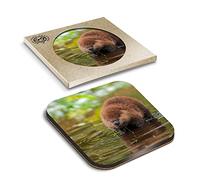 1 x Eco Boxed Cork Coasters - North American Beaver Kit Baby Drink Cup Mug Glass Table Mat #15569