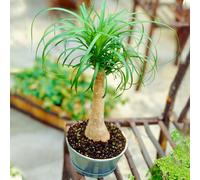 1 X Evergeen Beaucarnea Recurvata Ponytail Palm Houseplant 40-50Cm With Pot