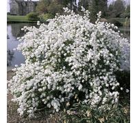 1 X Exochorda Macrantha 'The Bride' Pearlbush Deciduous Shrub Hardy Plant In Pot
