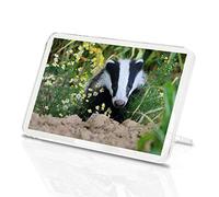1 x Fridge Magnet -European Forest Badger Classic Fridge Magnet - Animals Cute Adorable #15713