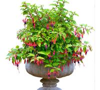 1 X FUCHSIA 'GENII' DECIDUOUS BUSHY SHRUB HARDY GARDEN PLANT IN POT