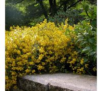 1 X GENISTA LYDIA SPANISH GORSE DECIDUOUS SHRUB HARDY GARDEN PLANT IN POT