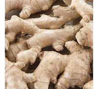 1 x Ginger Zingiber Officinalis - A Very Popular Spice - Culinary & Medicinal Use - for Your Beautiful Kitchen Garden