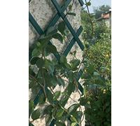 1 X Green Expanding Plastic Garden Trellis 1.5M / 150CM X 40CM