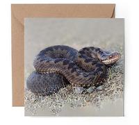 1 x Greeting Card - Adder Snake Reptile Wild - Blank Birthday Celebration Anniversary #50035