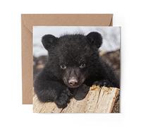 1 x Greeting Card American Wild Black Bear Cub - Blank Birthday Celebration Anniversary #21129