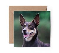 1 x Greeting Card Australian Kelpie Sheep Dog Farm Dogs - Blank Birthday Celebration Anniversary #44169