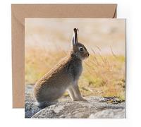 1 x Greeting Card - Baby Mountain Hare Wild Animal Rabbit - Blank Birthday Celebration Anniversary #50167