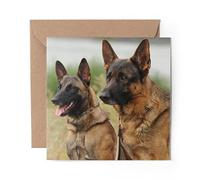1 x Greeting Card Belgian Shepherd Malinois Dog - Blank Birthday Celebration Anniversary #3094
