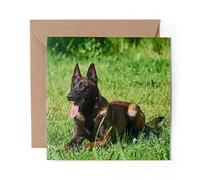 1 x Greeting Card Belgian Shepherd Malinois Dog - Blank Birthday Celebration Anniversary #3095