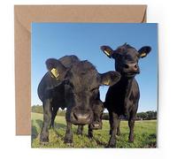 1 x Greeting Card - Black Aberdeen Angus Cattle Cows Bull - Blank Birthday Celebration Anniversary #50266