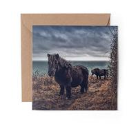 1 x Greeting Card Black Shetland Pony Ponies Horse - Blank Birthday Celebration Anniversary #15676